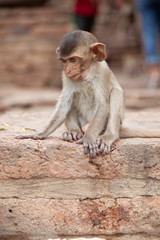Fototapeta premium Cute little baby monkey sitting by the side of the road. Macaque close-up portrait. Monkey life among people in Asian cities.