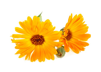 Calendula. Flowers with leaves isolated on white background. Selective focus.