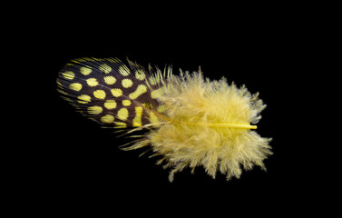 Colored bird feather isolated on black background