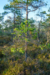 pine tree growe in sunny summer forest with blur background