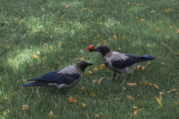two gray crows, one with a dried Apple in its beak