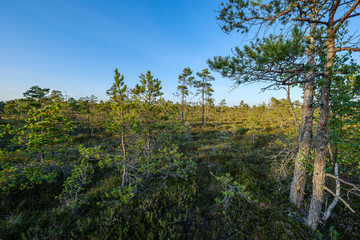 pine tree growe in sunny summer forest with blur background