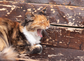 a stray cat  white orange and black lying on wooden surface yawning