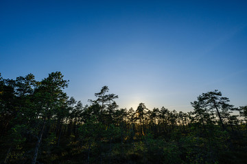 Fototapeta na wymiar pine tree growe in sunny summer forest with blur background
