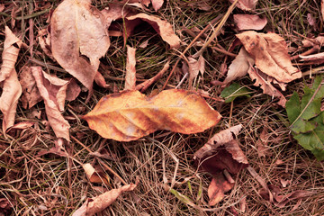 dry autumn leaves brown and orange lie on the grass