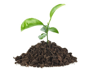 Small green plant in a mound of soil, white background.