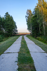 dirty gravel road in green forest with wet trees and sun rays