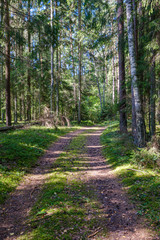 dirty gravel road in green forest with wet trees and sun rays