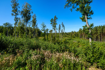 countryside landscape of fields and forests in summer