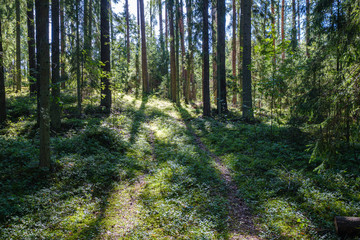 large isolated tree trunks in green forest