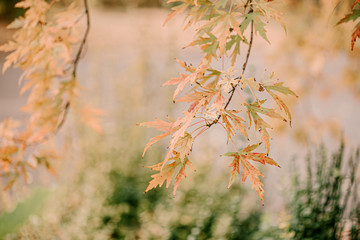 Beautiful Fall leaves with water drops after rain. Amazing Autumn colors. Blurred macro Fall foliage. Spider web closeup with rain drops on colorful Autumn leaves.