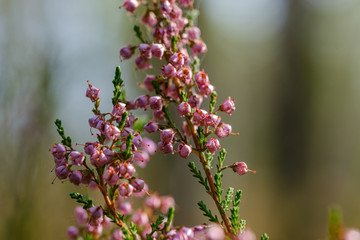 heather flowers blooming isolated on blur green background
