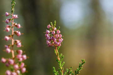 heather flowers blooming isolated on blur green background