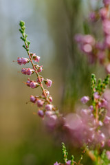 heather flowers blooming isolated on blur green background