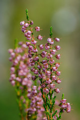 heather flowers blooming isolated on blur green background