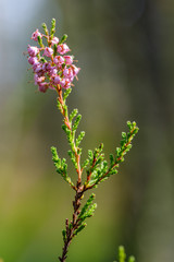heather flowers blooming isolated on blur green background