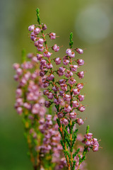 heather flowers blooming isolated on blur green background