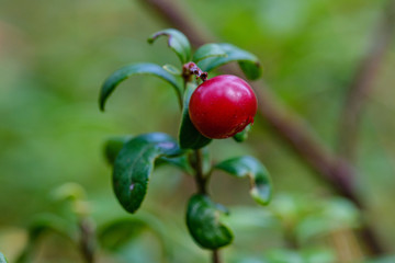 red cranberries in green forest bed