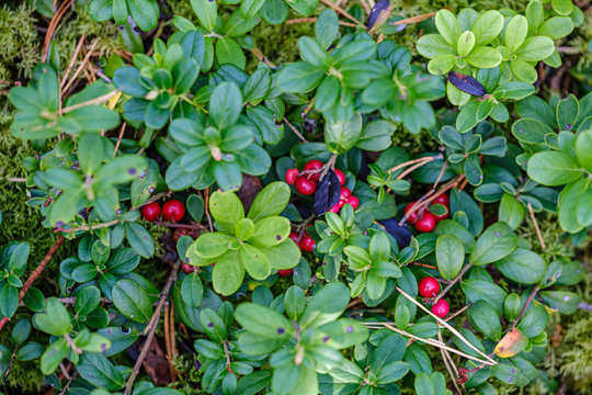red cranberries in green forest bed