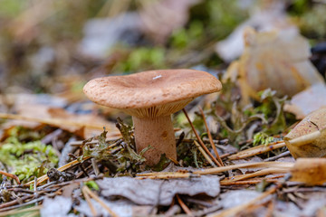 mushrooms in forest green summer