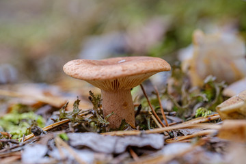 mushrooms in forest green summer