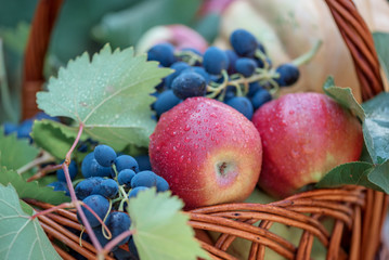 Red apples and grape with leaves in a wicker rattan basket