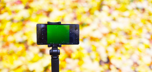 smartphone on a selfie stick with a green screen on a background of yellow autumn leaves