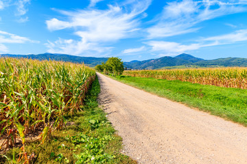 Road among corn fields on Alsatian Wine Route near Riquewihr village, France