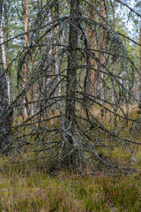 large isolated tree trunks in green forest