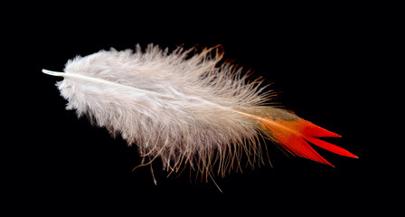 Colored bird feather isolated on black background