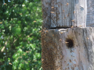 tree in forest