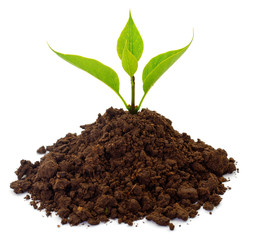 Small sprout in black soil.