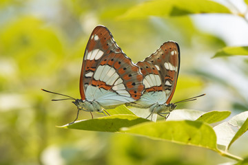 butterfly on a flower