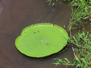 water drops on leaf