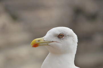 corse
