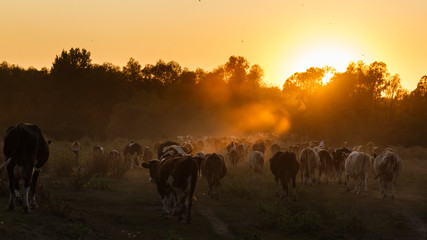 Fototapeta na wymiar Epic scene of cattle farm - livestock of cows going at meadows pasture along the river Psel in Ukraine. Amazing morning scenery. Countryside background. Dairy natural bio production. 16:9 ratio.