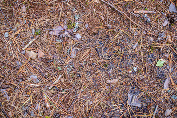 abstract forest bed texture with dry tree branches