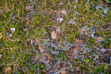 abstract forest bed texture with dry tree branches