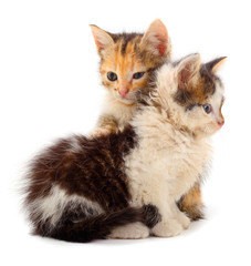 Two small kittens isolated.
