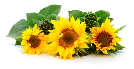 Keuken spatwand met foto Groep gele heldere mooie zonnebloembloemen. © Galyna