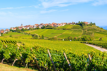 Fototapeta na wymiar Vineyards on Alsatian Wine Route near Riquewihr village, France