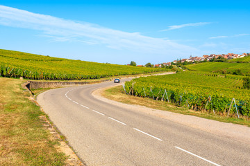 Road among vineyards on Alsatian Wine Route near Riquewihr village, France