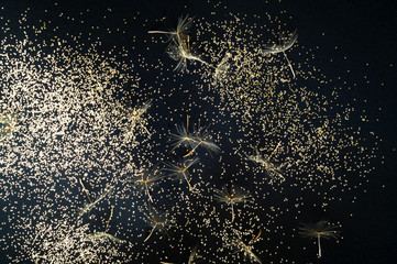 White inflorescences Dandelion on Black background with golden sparkles. Blurred  effect