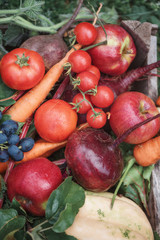 Autumn harvest - fresh beets, carrots, apples, tomatoes, grapes, pumpkin, toned image