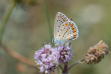butterfly on flower