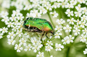 Beetle crawling on the stem.