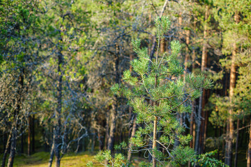 pine tree growe in sunny summer forest with blur background