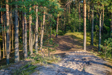 Obraz premium dirty gravel road in green forest with wet trees and sun rays