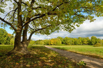 Beautiful forest landscape.