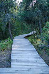 wet wooden footpath in green forest